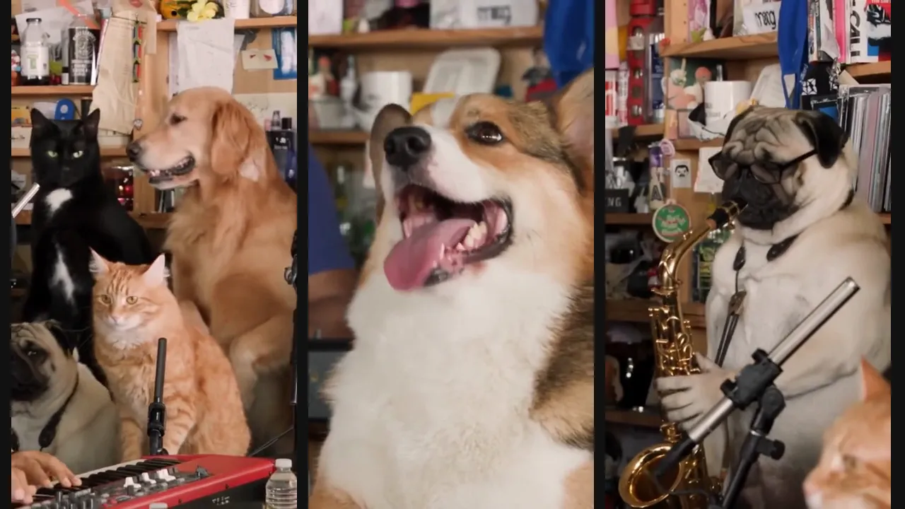 Tiny Desk AI Video Looks Off? Fixes for Faces, Age and Blocked Photos